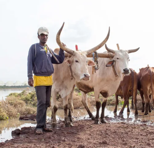 Working oxen and man
