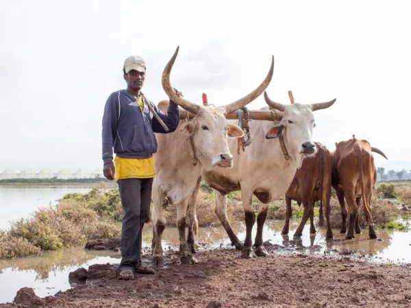 Working oxen and man