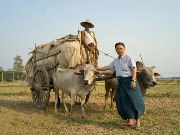 Oxen pulling cart in field