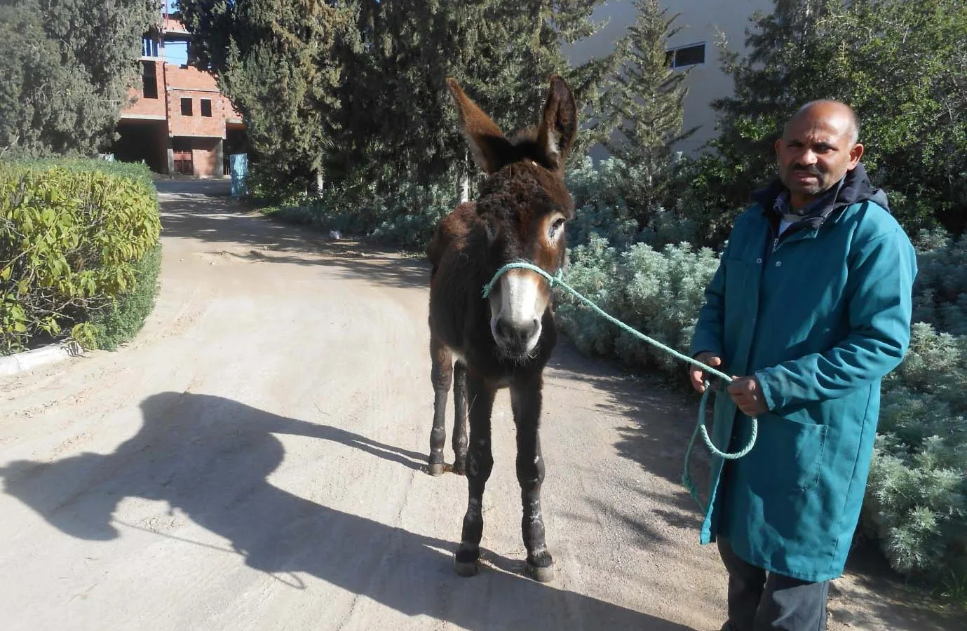 Donkey with man