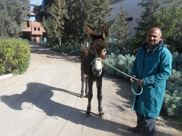 Donkey with man