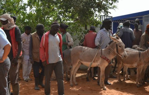 Group of people with donkeys outside