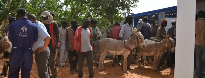 Group of people with donkeys outside