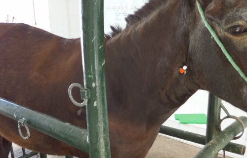 Horse in a livestock pen