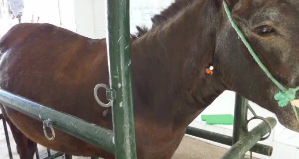 Horse in a livestock pen