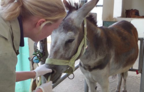 Vet treating a donkey