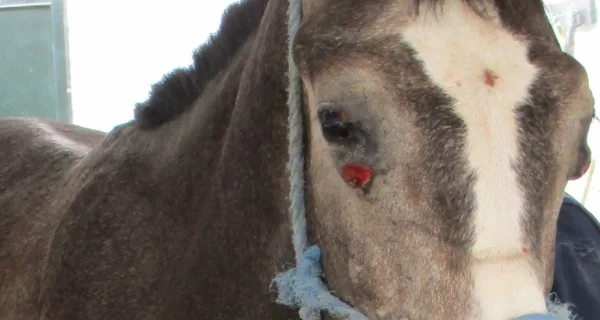 A horse with harmed eye