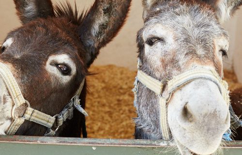 Two smiling donkeys
