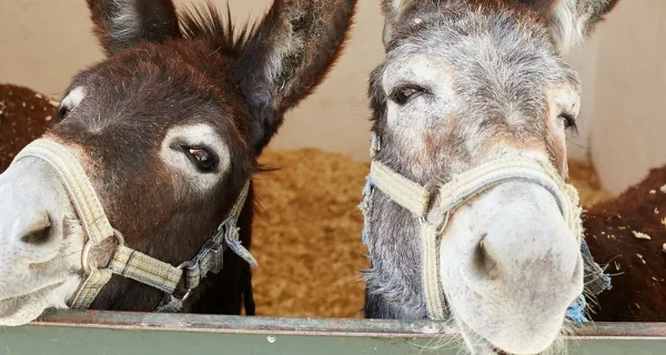 Two smiling donkeys