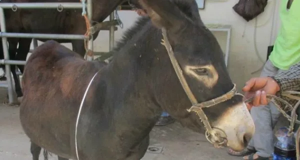 Man holding a donkey