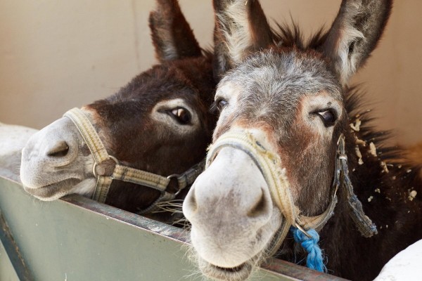 Happy donkeys in Morocco