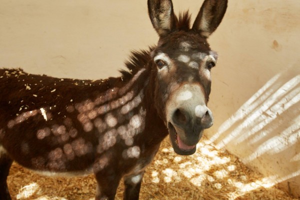Happy donkey in Morocco