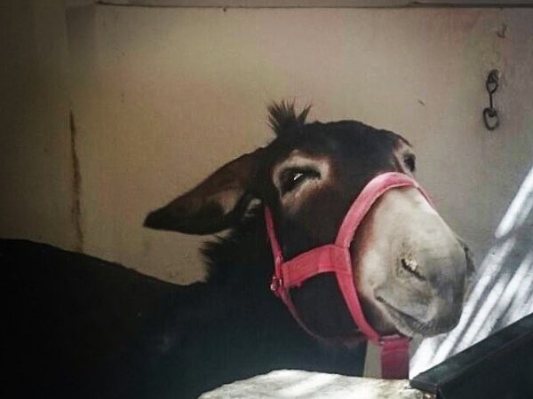 Smiling donkey foal