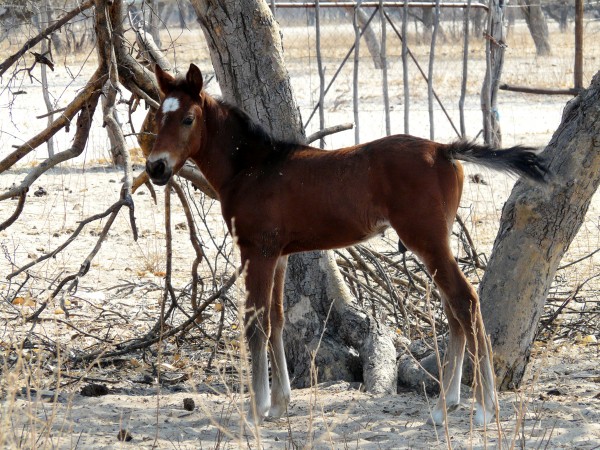 Tootswa foal from Botswana