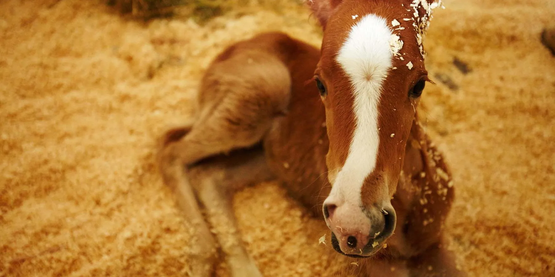 Ginger foal lying down