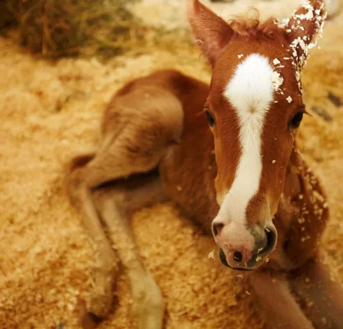 Ginger foal lying down