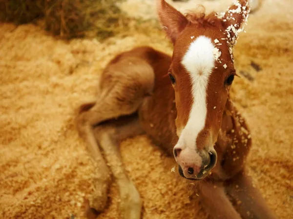 Ginger foal lying down