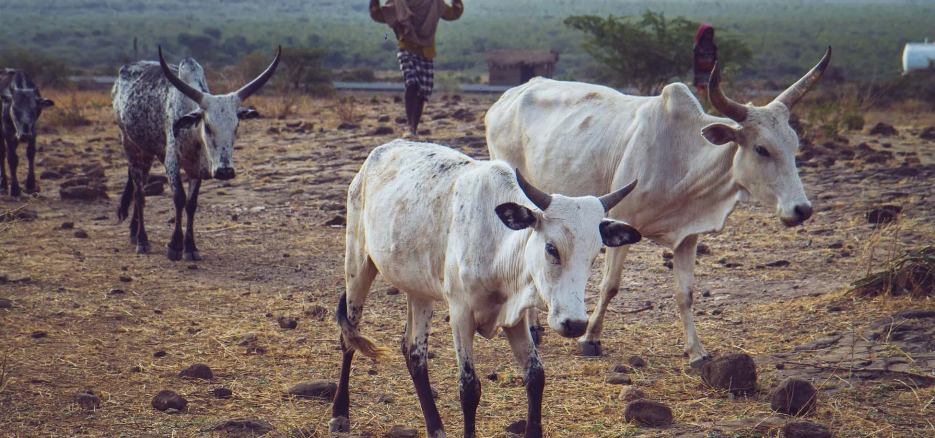 Thin cows walking in field