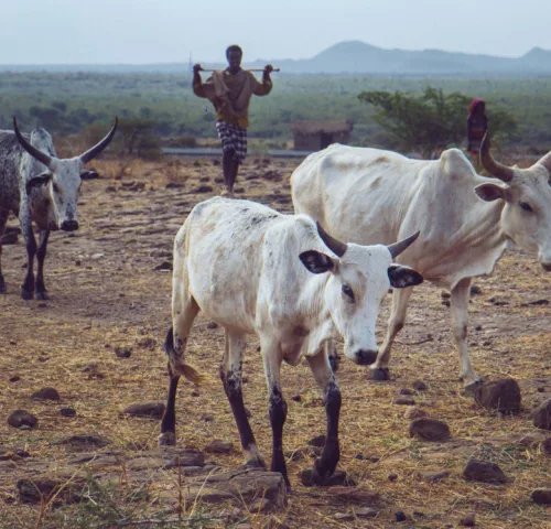 Thin cows walking in field