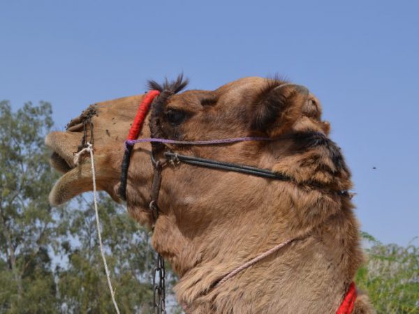 Camel in profile