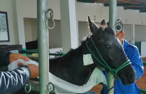 Horse is being bandaged in stable