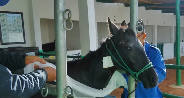 Horse is being bandaged in stable