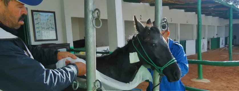 Horse is being bandaged in stable