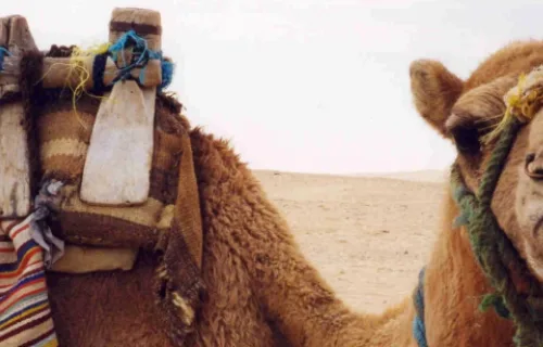 Tunisia camel