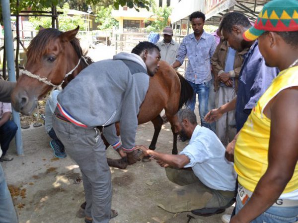 People examine a brown horse