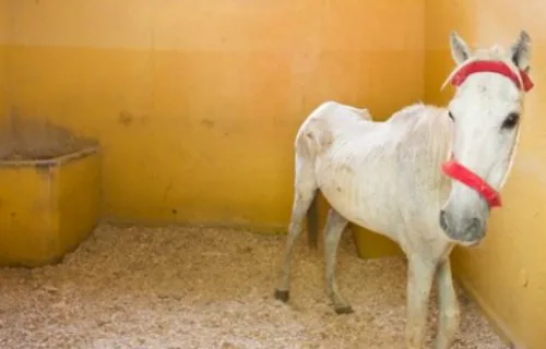 White thin horse in stable