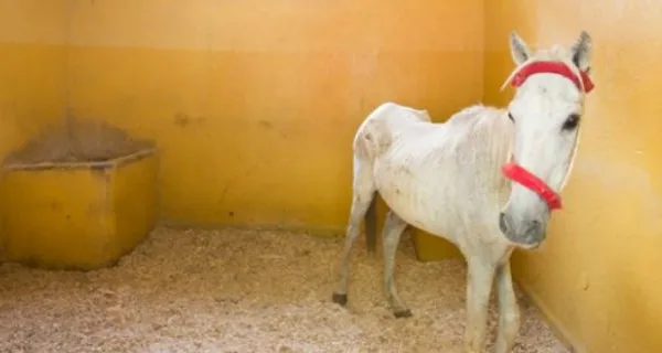 White thin horse in stable