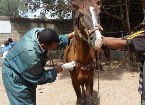 Two vet treating horse