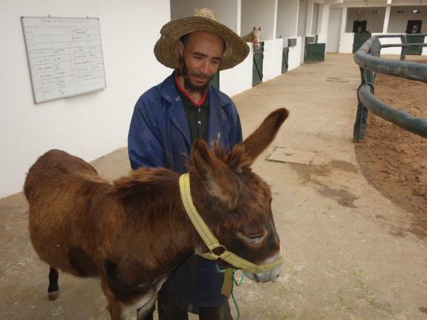Man looking at brown donkey