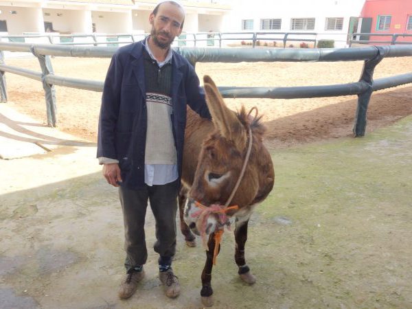 Man with donkey near fecnce