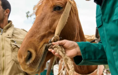 A horse in Morocco is fitted with a new bit and harness