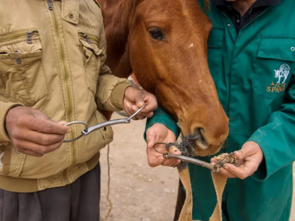 SPANA staff exchange an old rusty bit for new one in Morocco