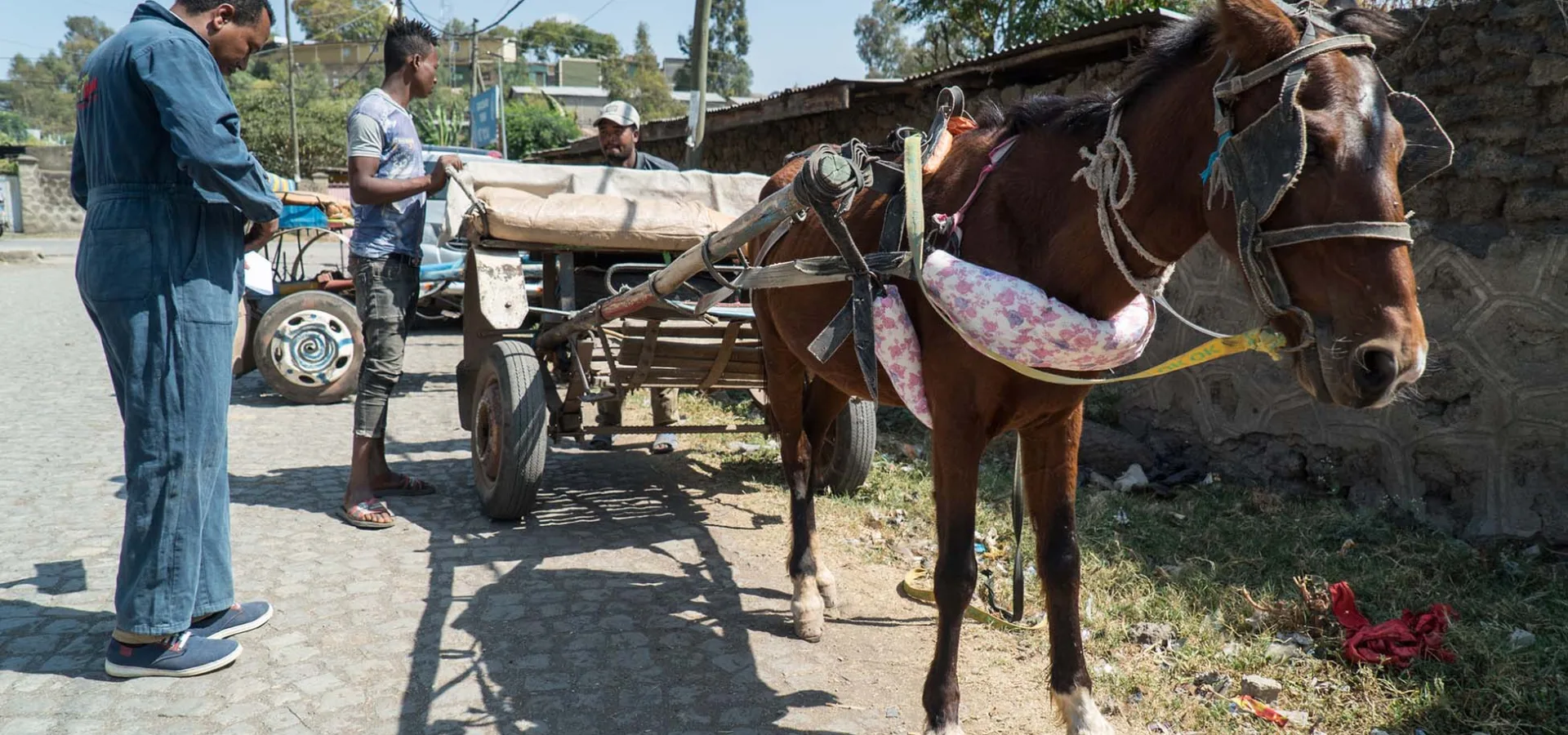Brown horse harnessed to cart