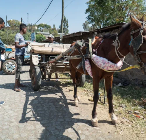 Brown horse harnessed to cart