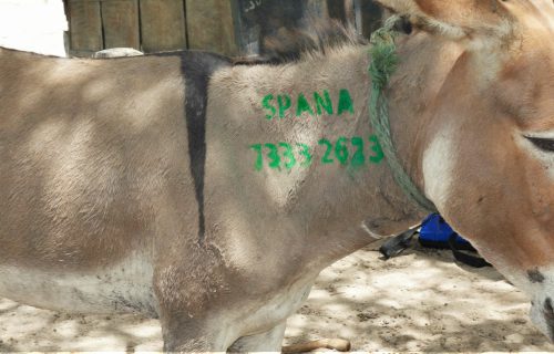 Donkey with a SPANA stencil