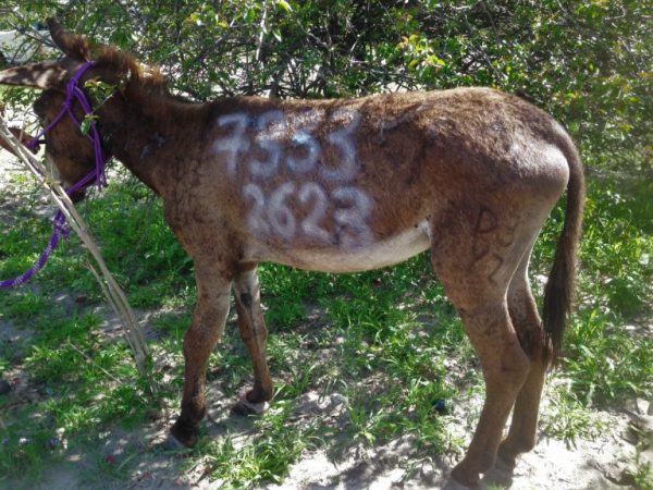 Donkey with a number on its side