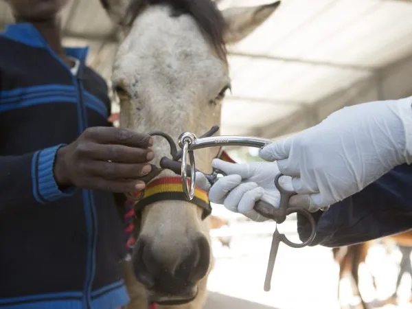 Men holding horse harness