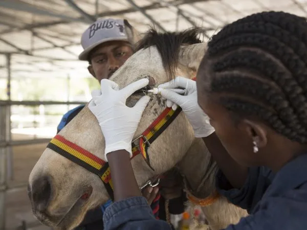 Woman checking horse eyes
