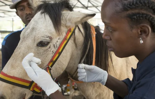 Woman treating a white horse