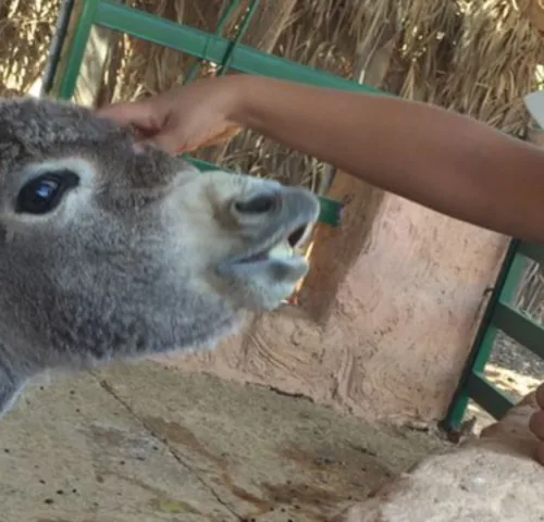Boy touching grey foal