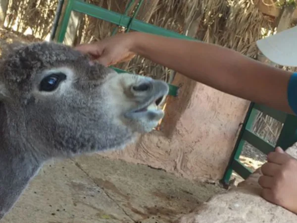 Boy touching grey foal