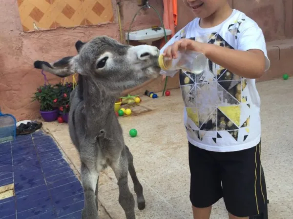 Child feeding a foal