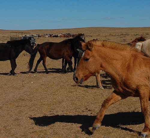 How important are animals are in Mongolia? | SPANA