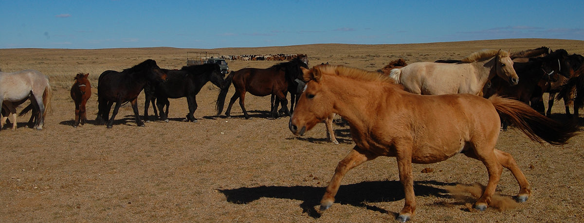 Many horses in desert