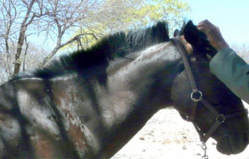 A SPANA vet examines a horse in Botswana