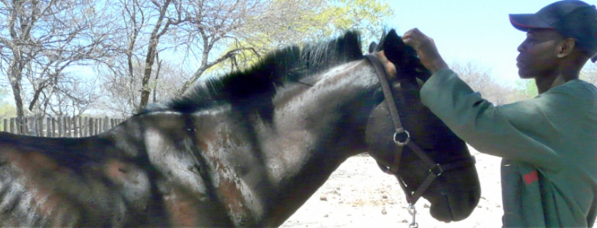 A SPANA vet examines a horse in Botswana